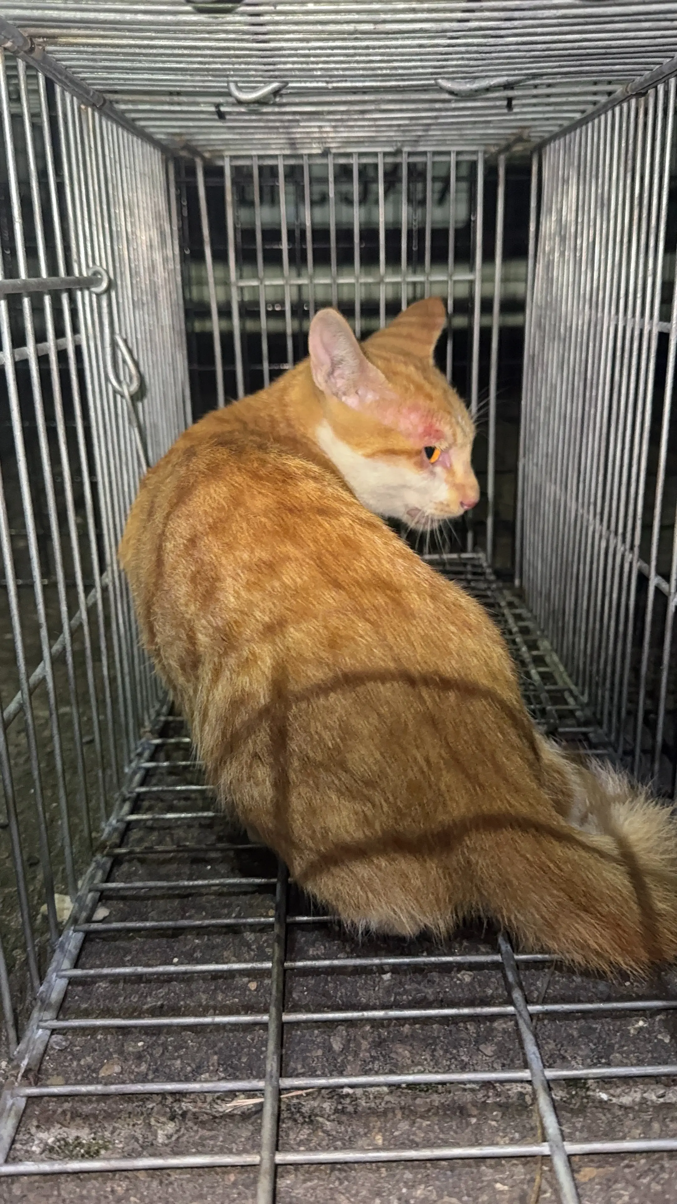 台中北屯之2