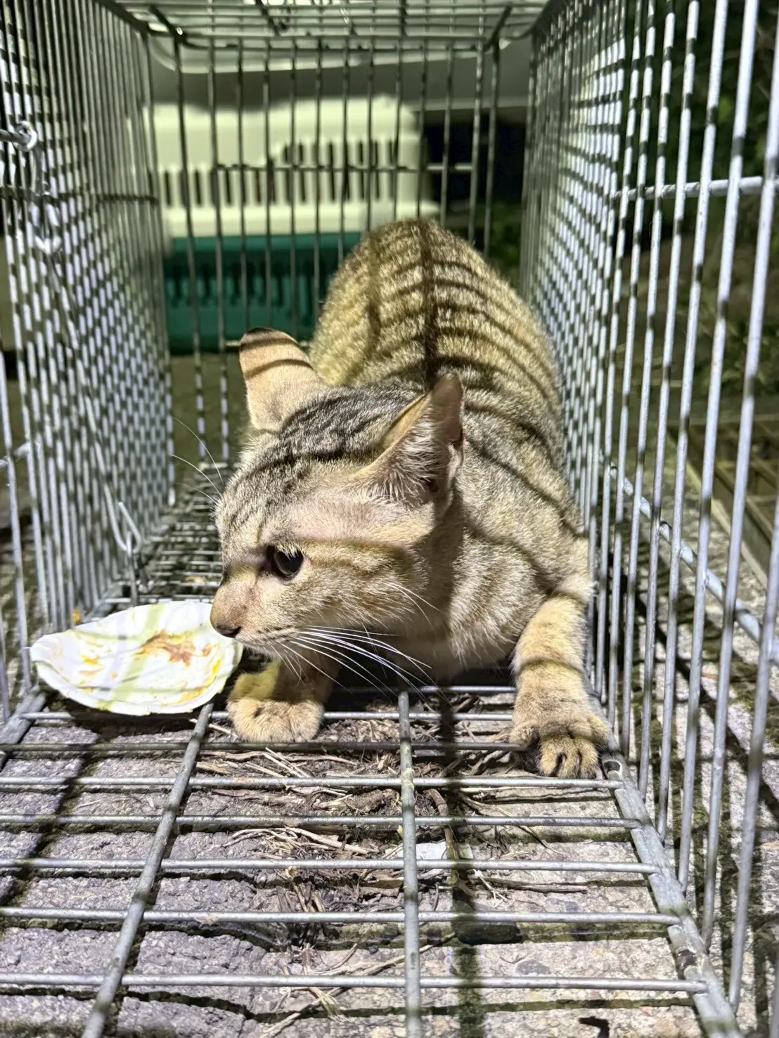 台中沙鹿之2