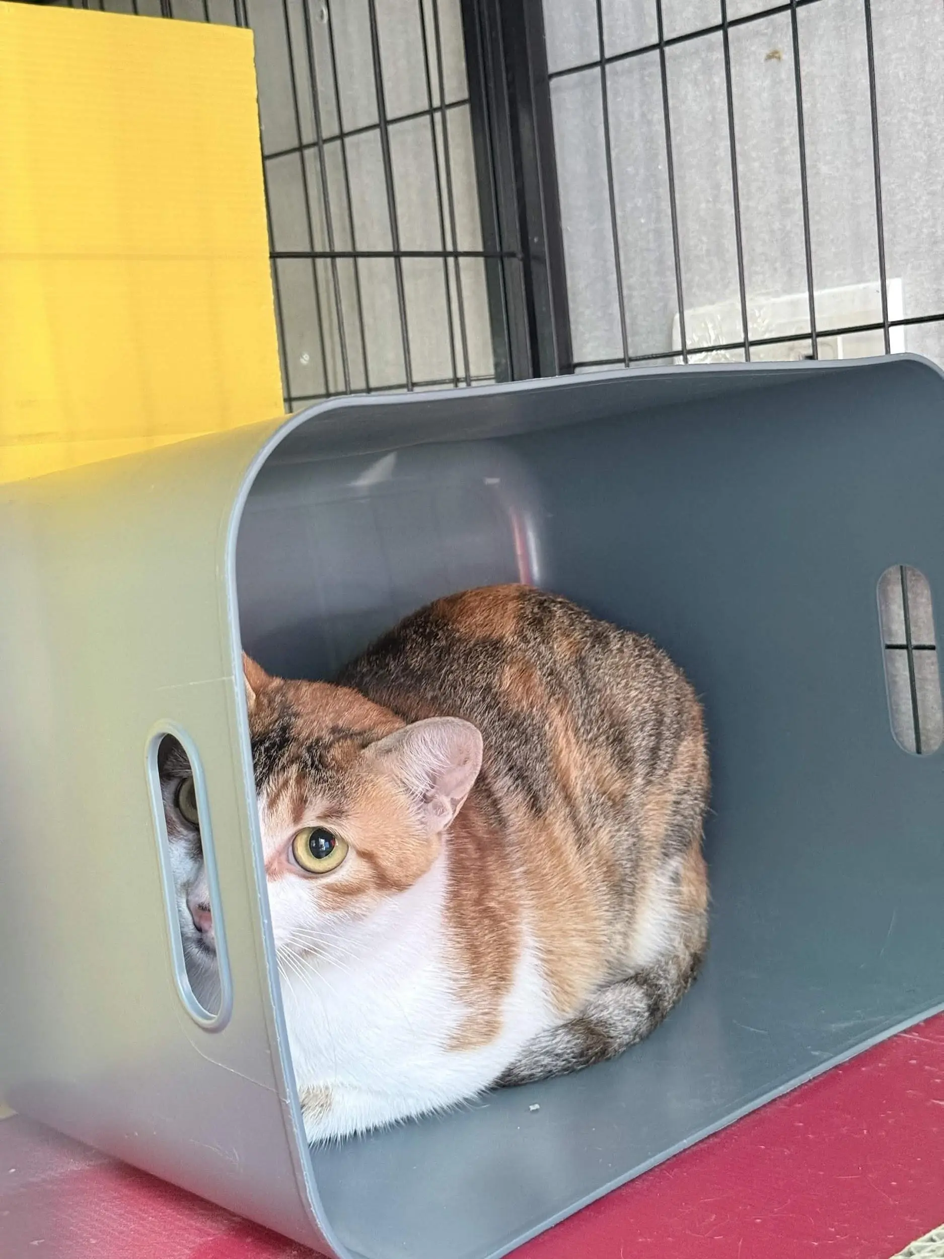 太妃糖