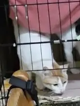 苗栗大湖之5