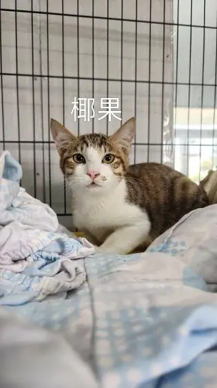 椰果
