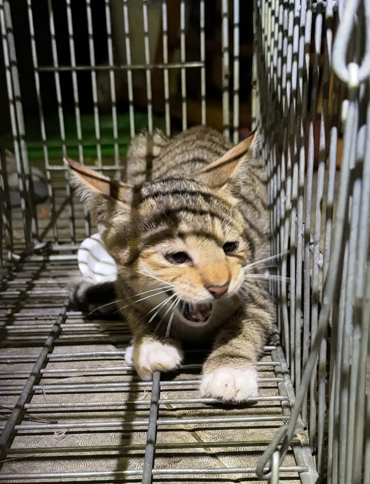 台中太平之3