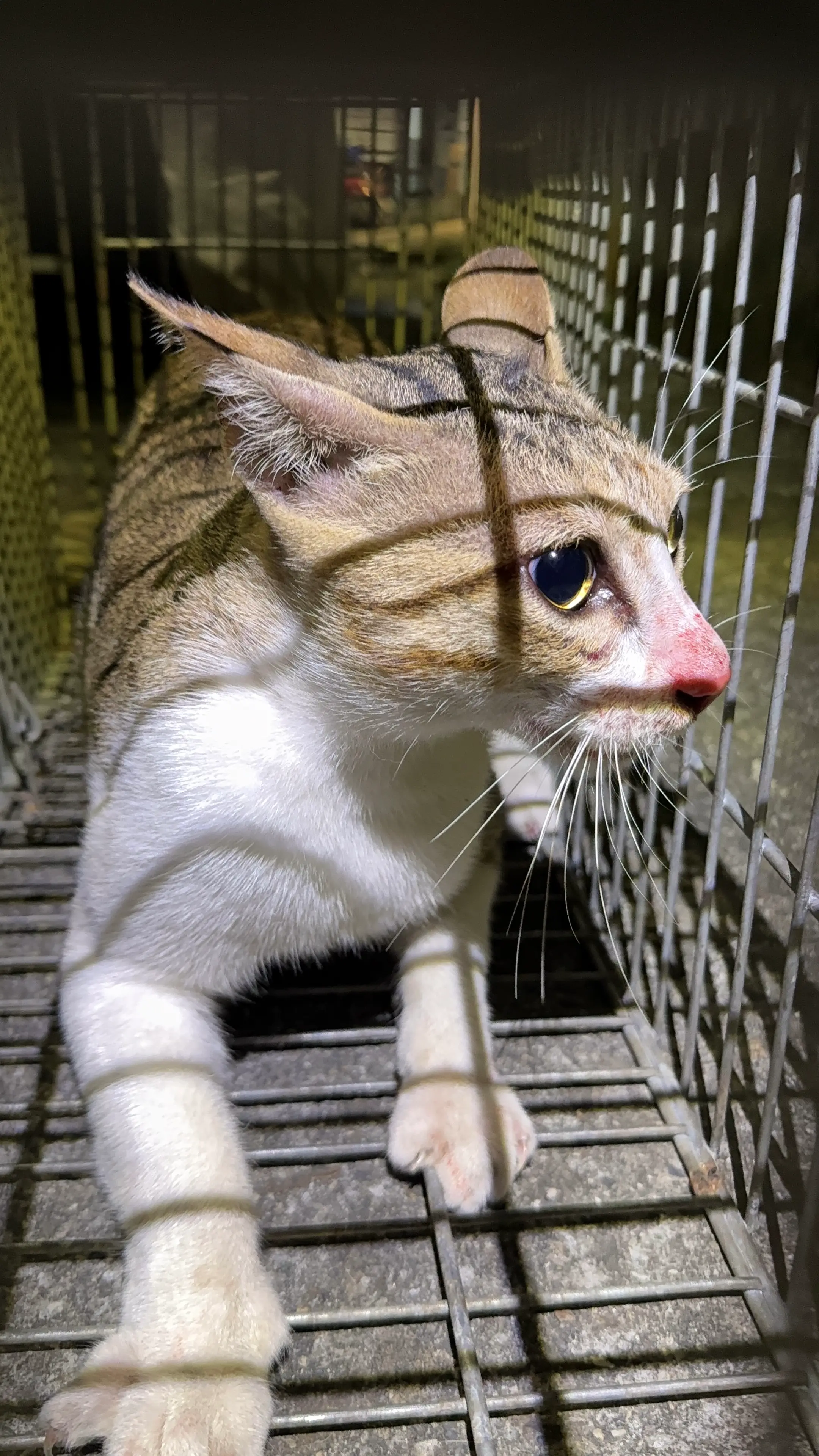 台中潭子之1