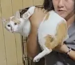 苗栗大湖之2