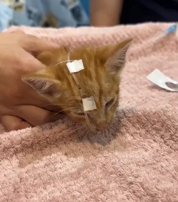 卡里西小橘