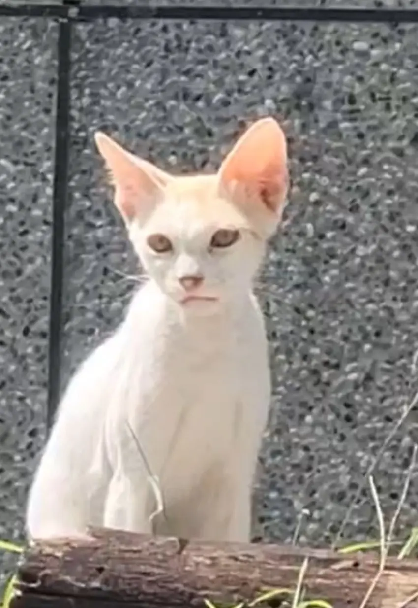 台中大甲之1