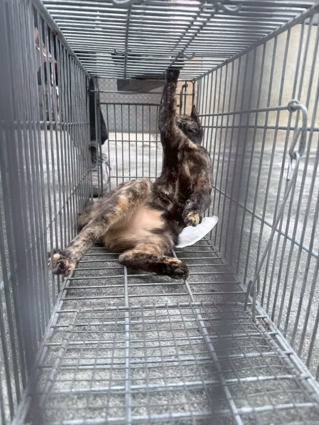 台中大里之2