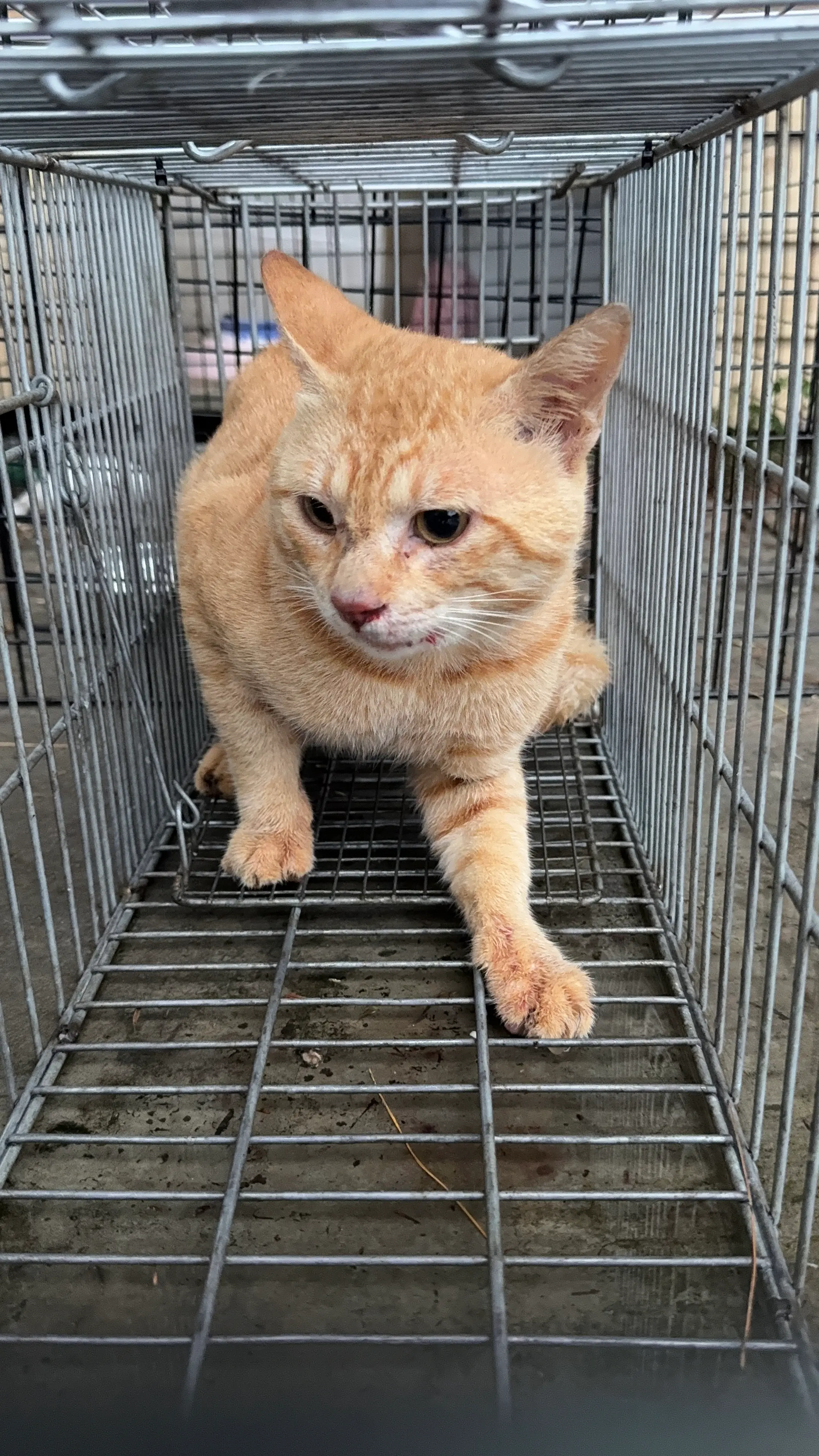 台中大肚之1