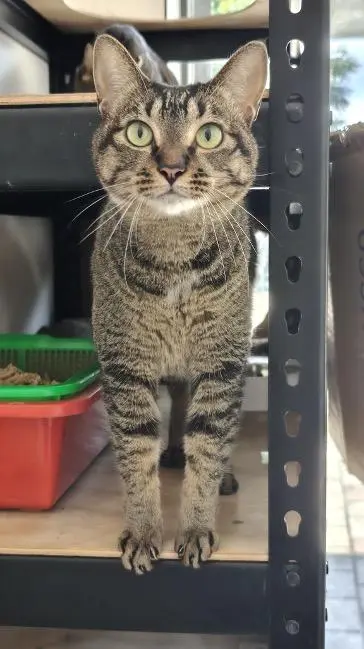 阿福
