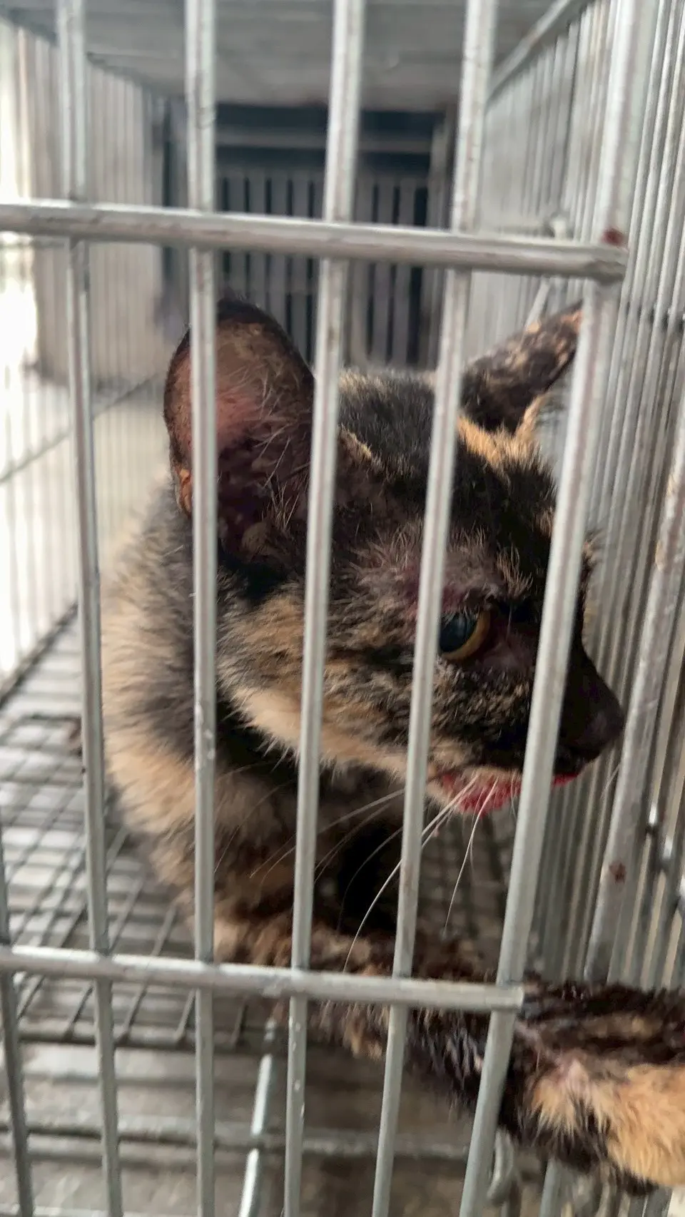 台中大里之5