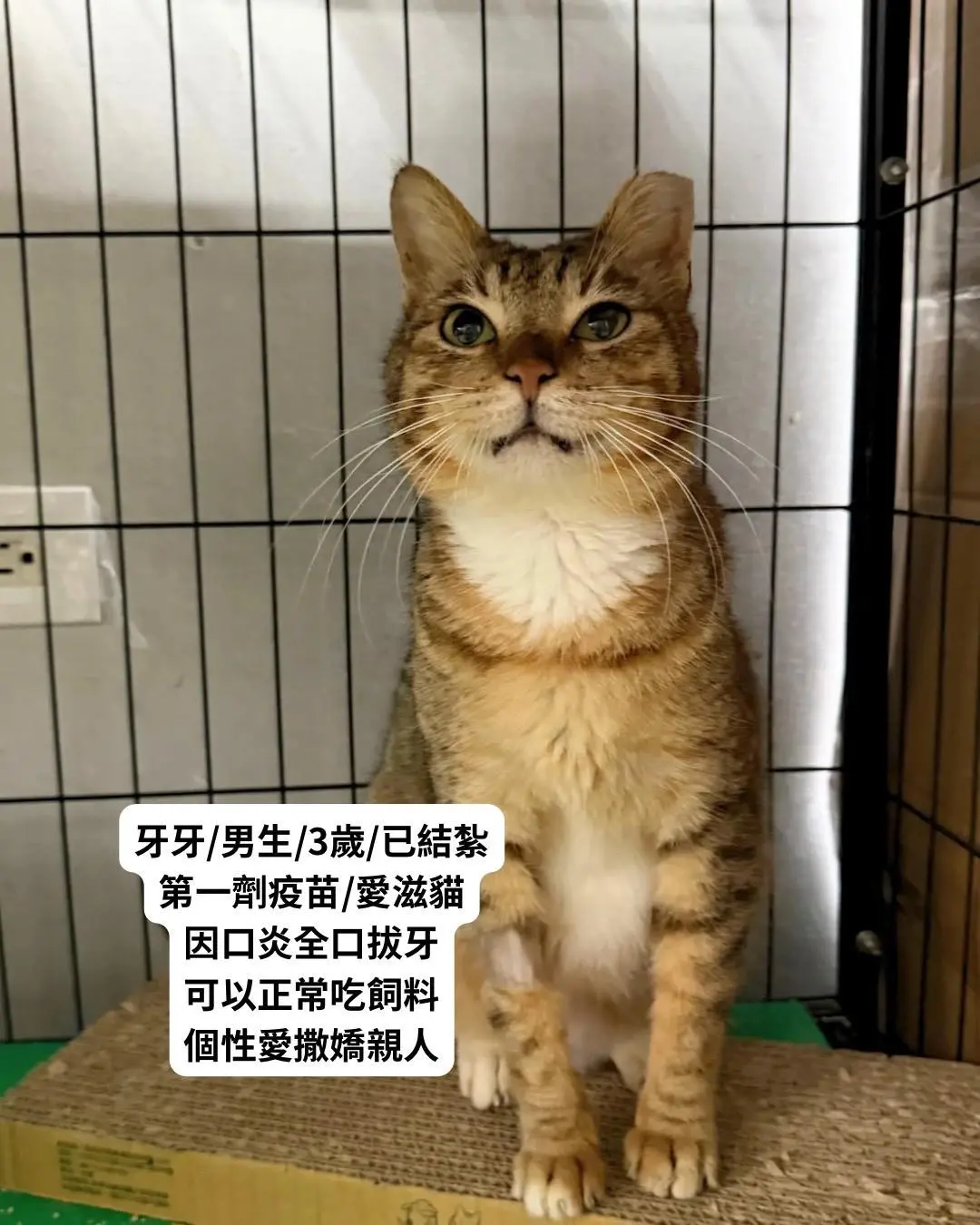 牙牙