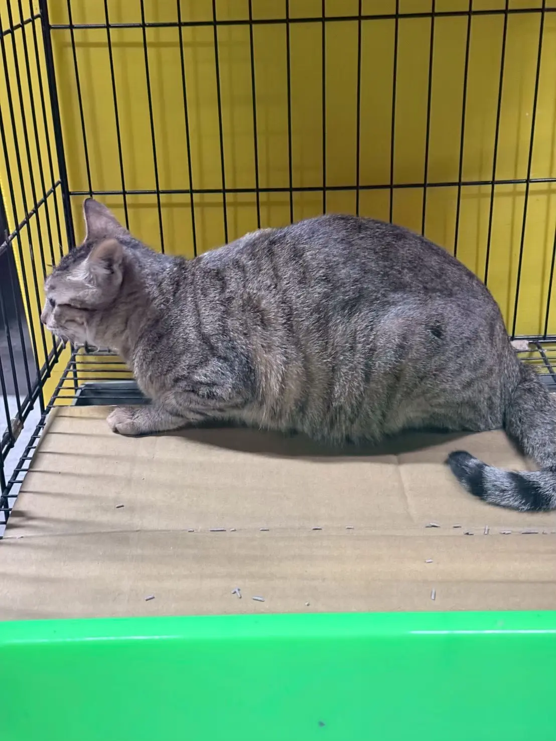 西屯全聯4