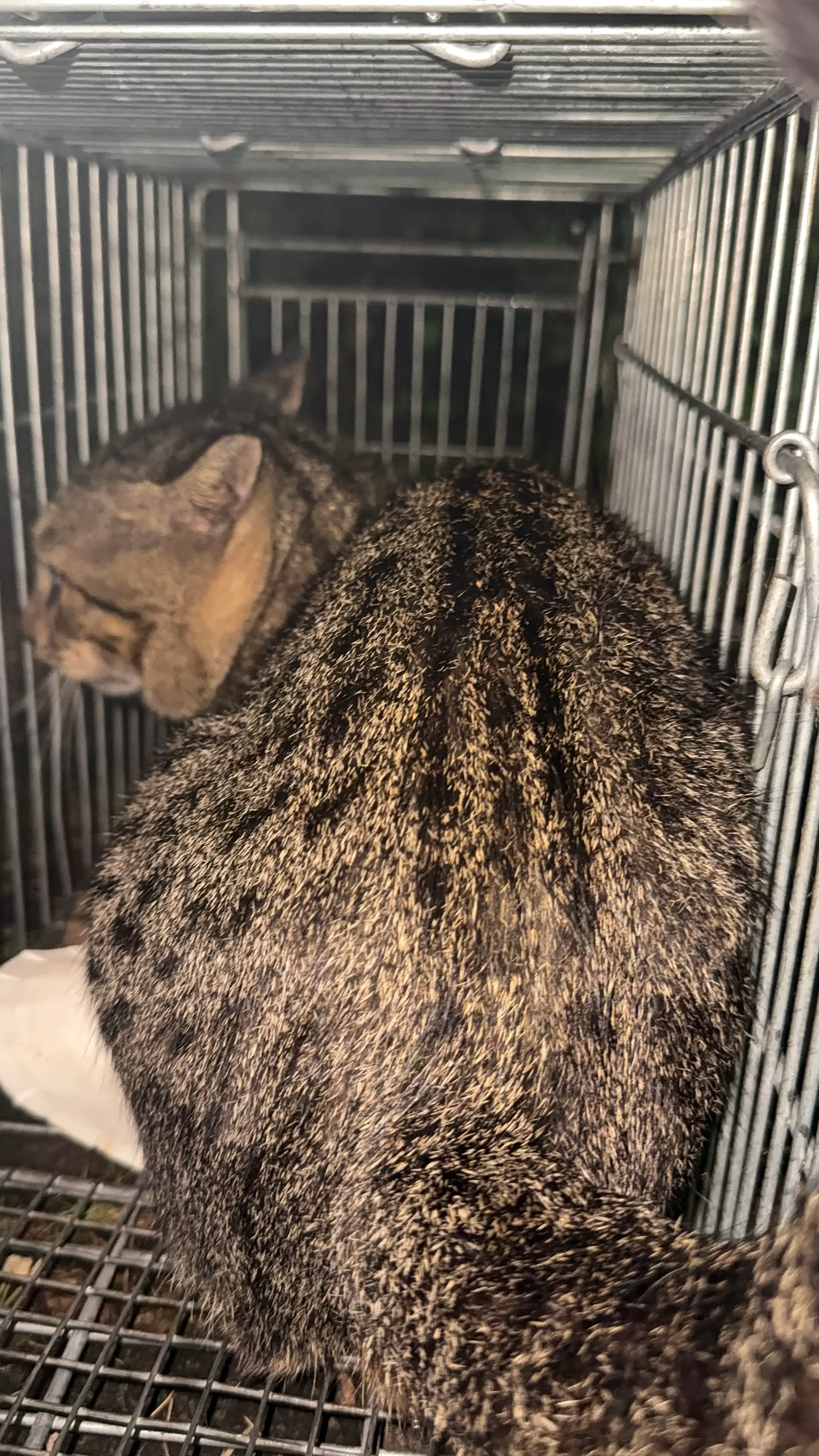 台中大肚之2