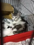 西區媽媽