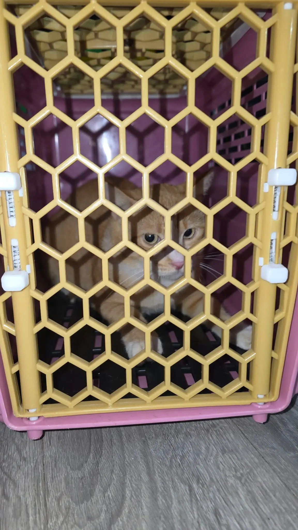 台中西屯之2