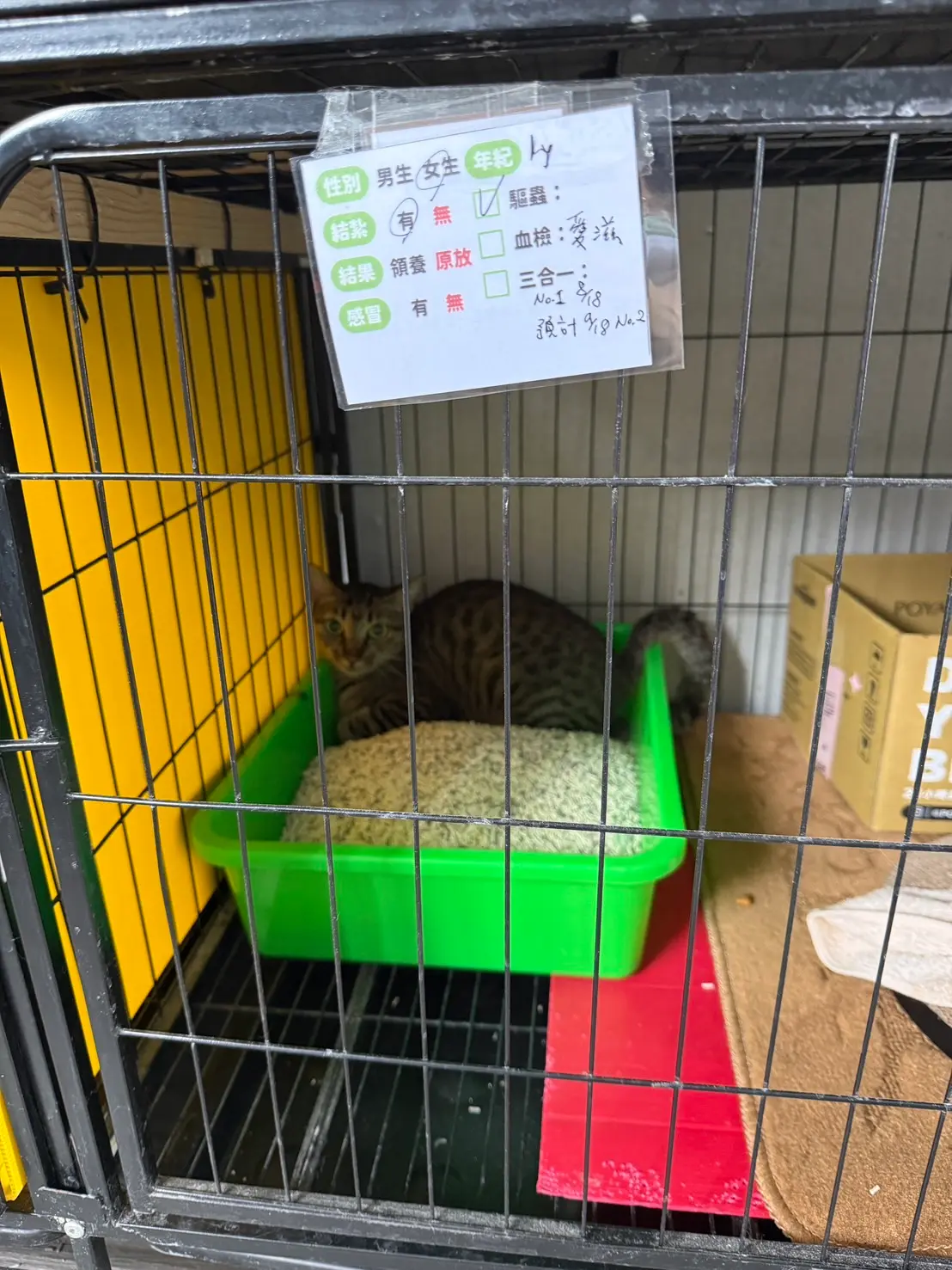 阿咪