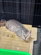 烏日成功上1
