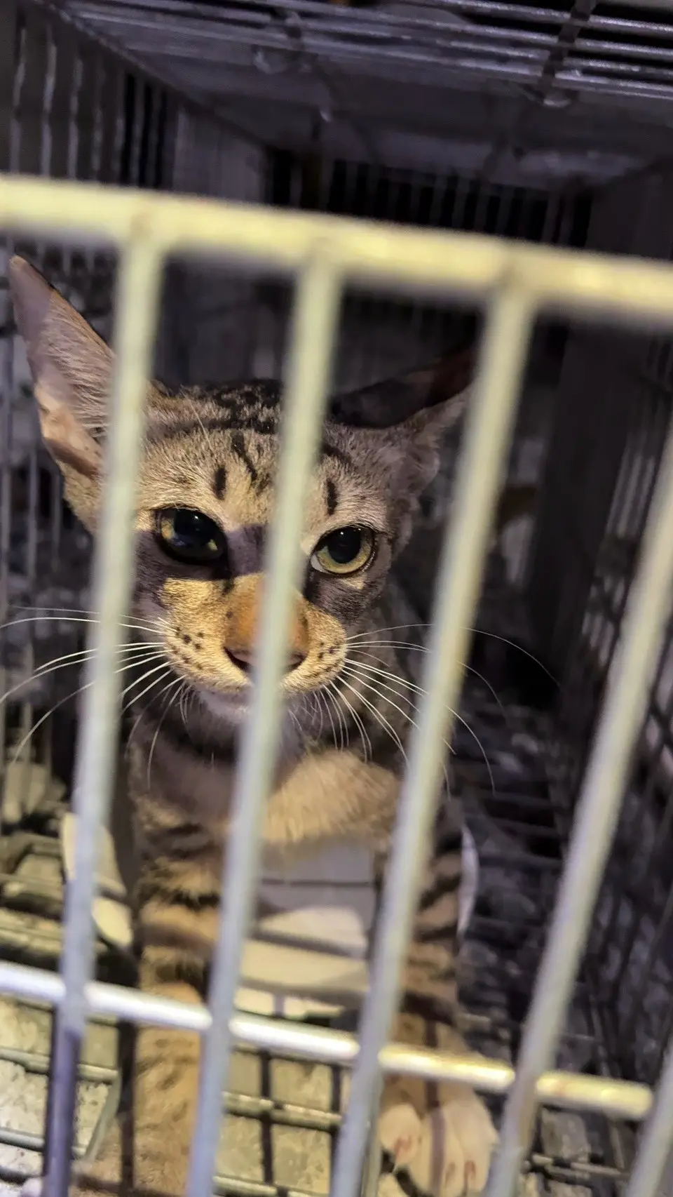 台中北屯之2