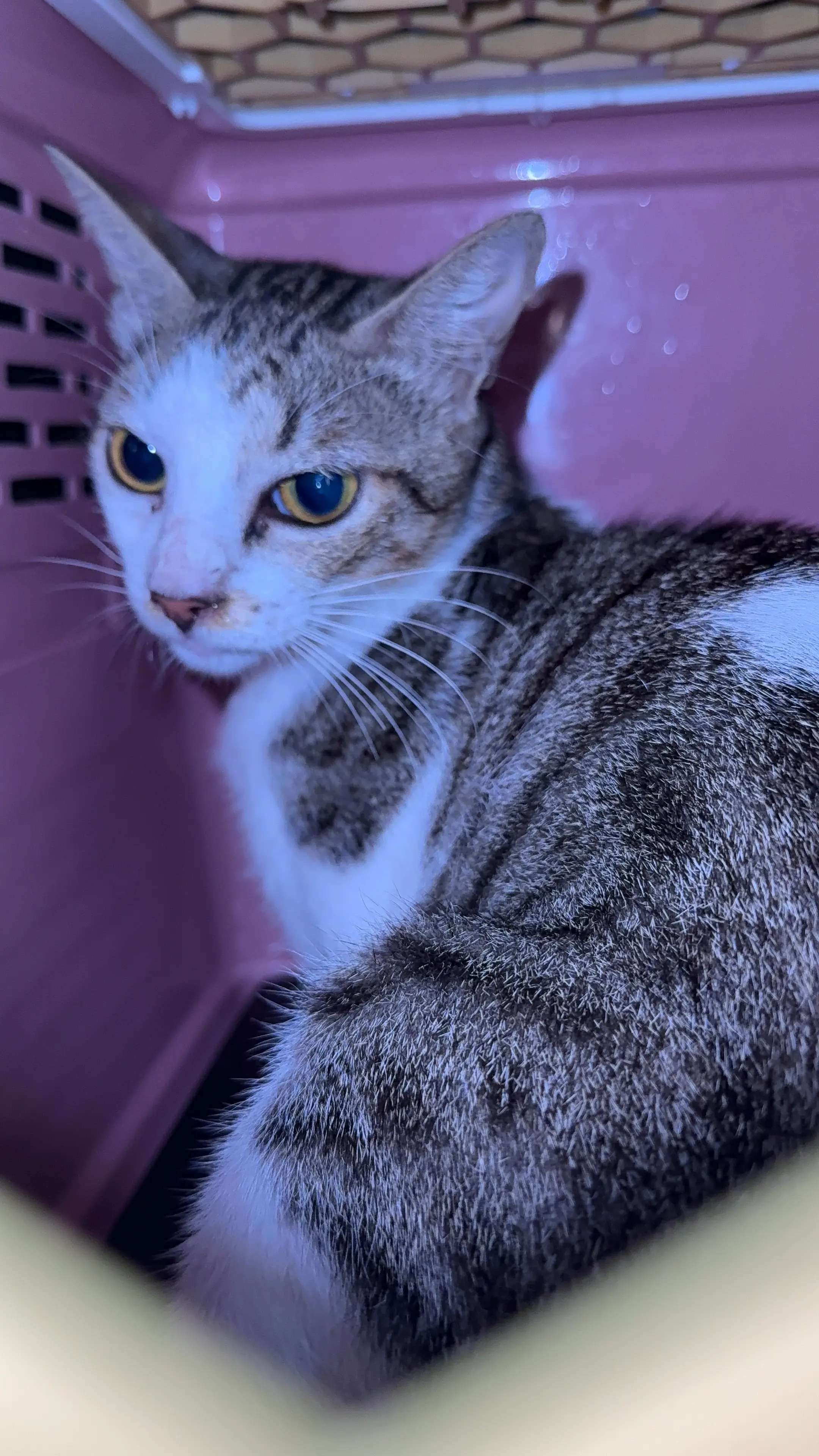 台中西屯之2