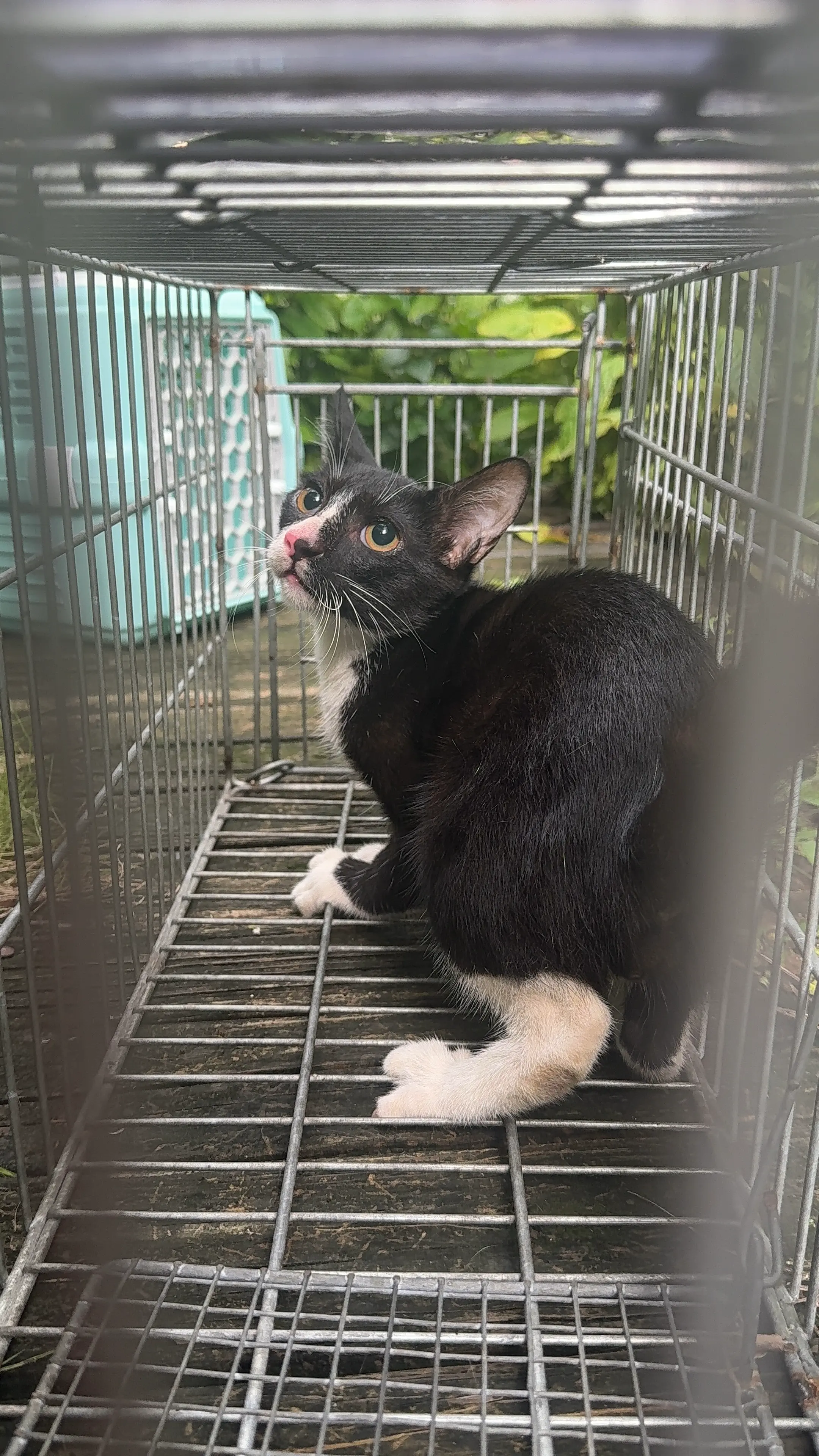 台中大肚之1