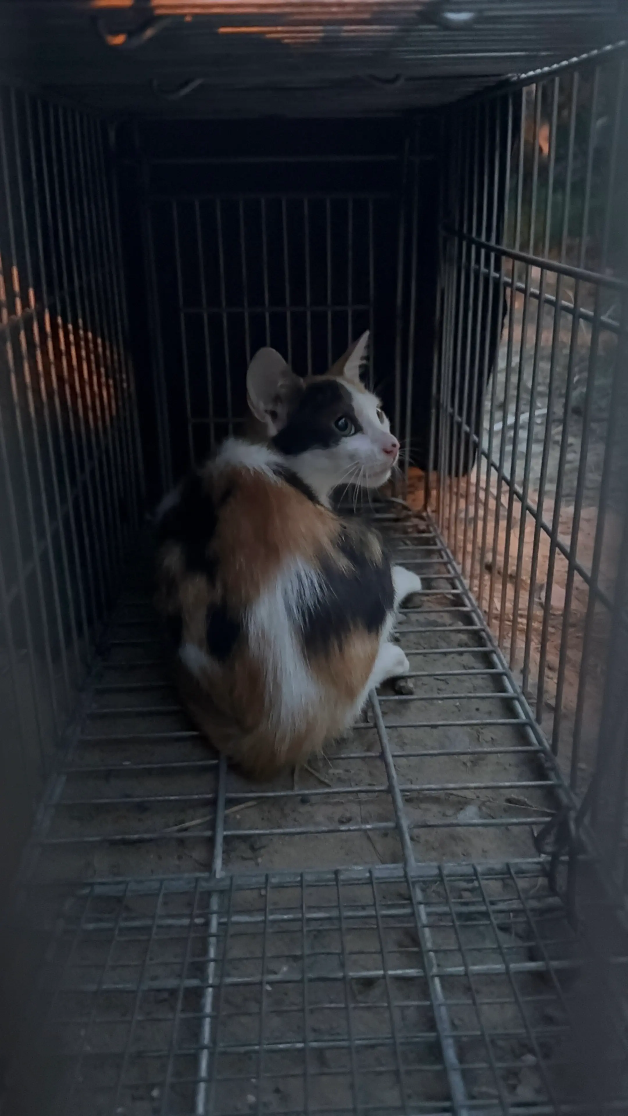 苗栗苑裡之8