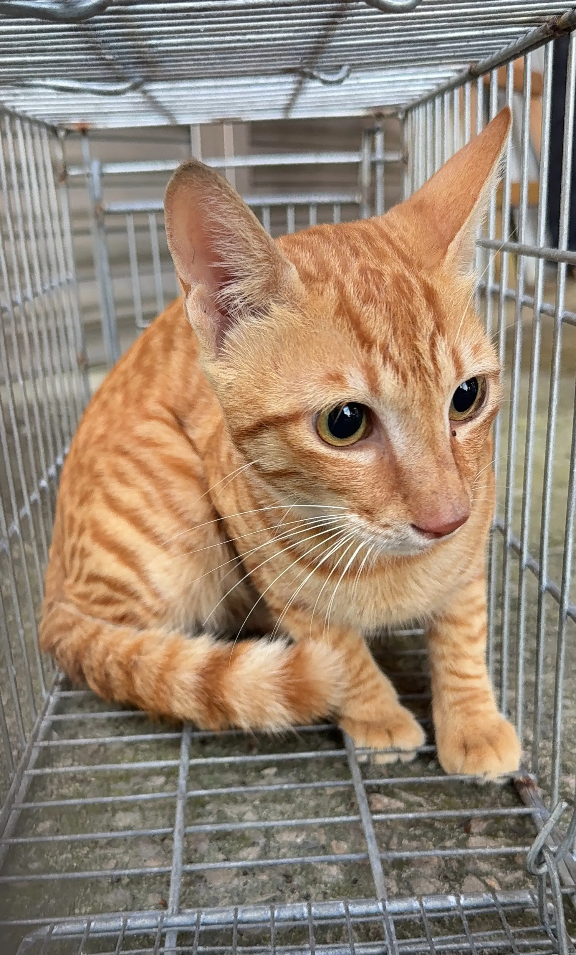 台中清水之1