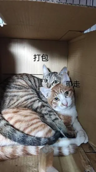 帶走