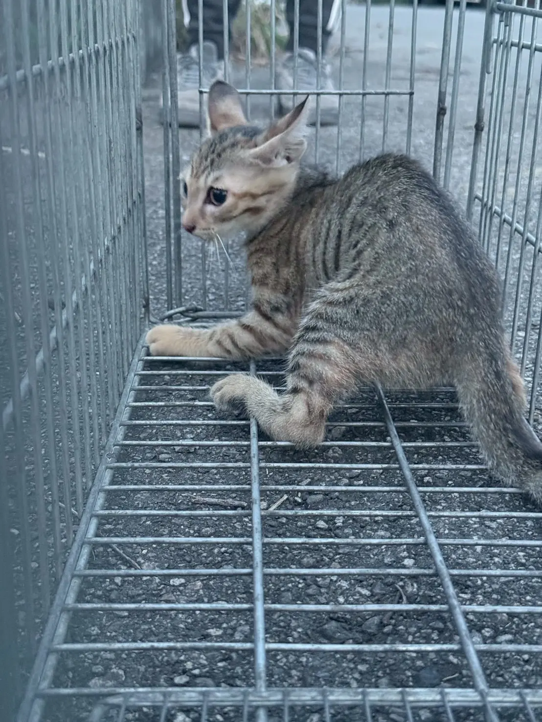 台中沙鹿之1