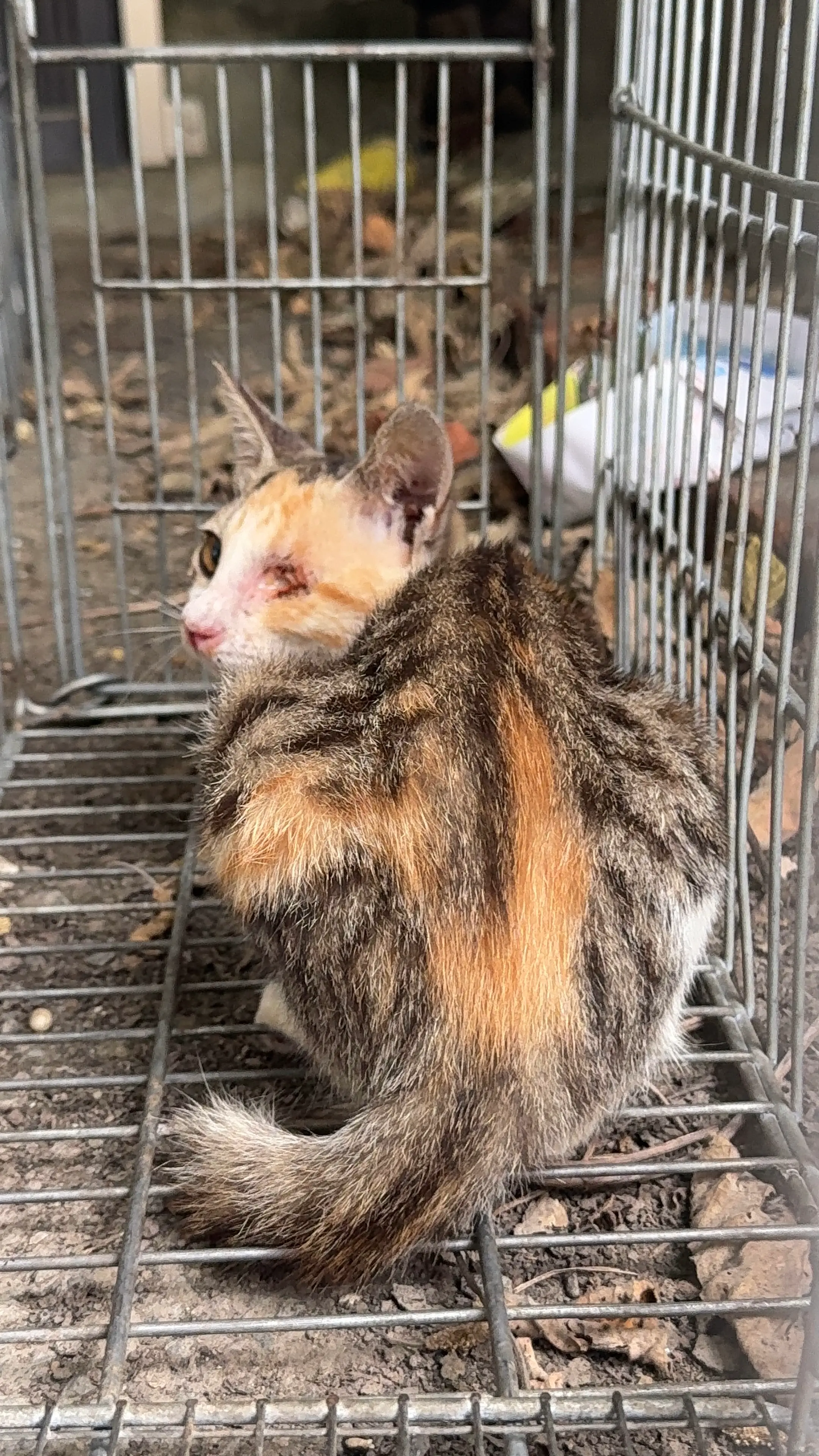 獨角獸