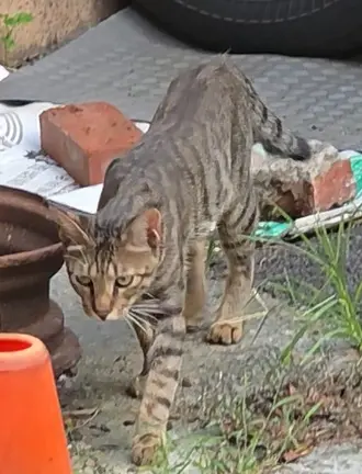 台中烏日之1