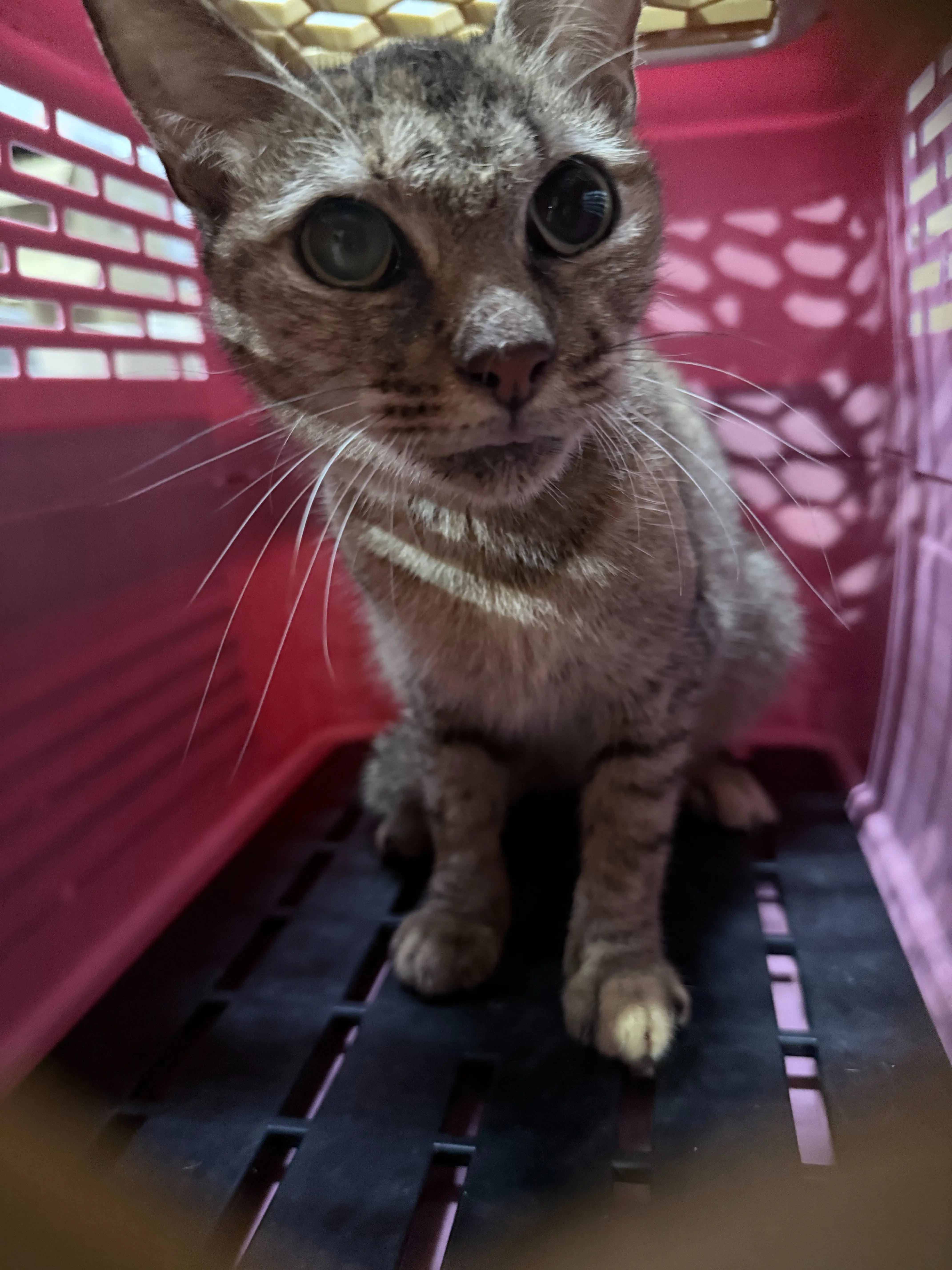 台中太平之1