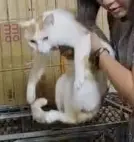 苗栗大湖之3