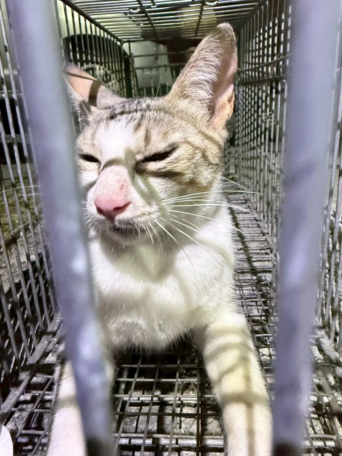 台中沙鹿之3