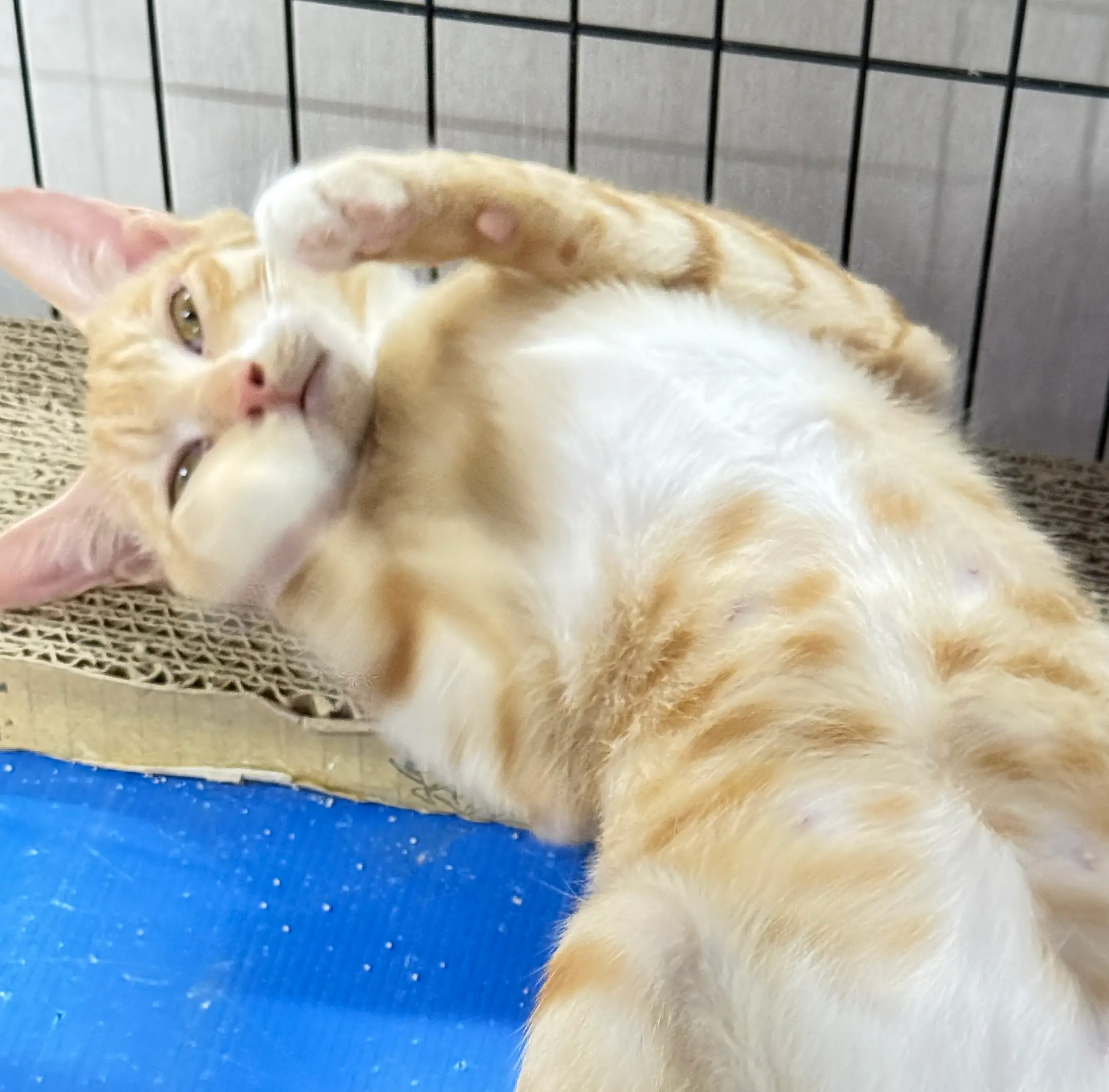 蛋黃｜0歲7個月