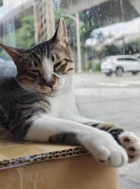 拿鐵
