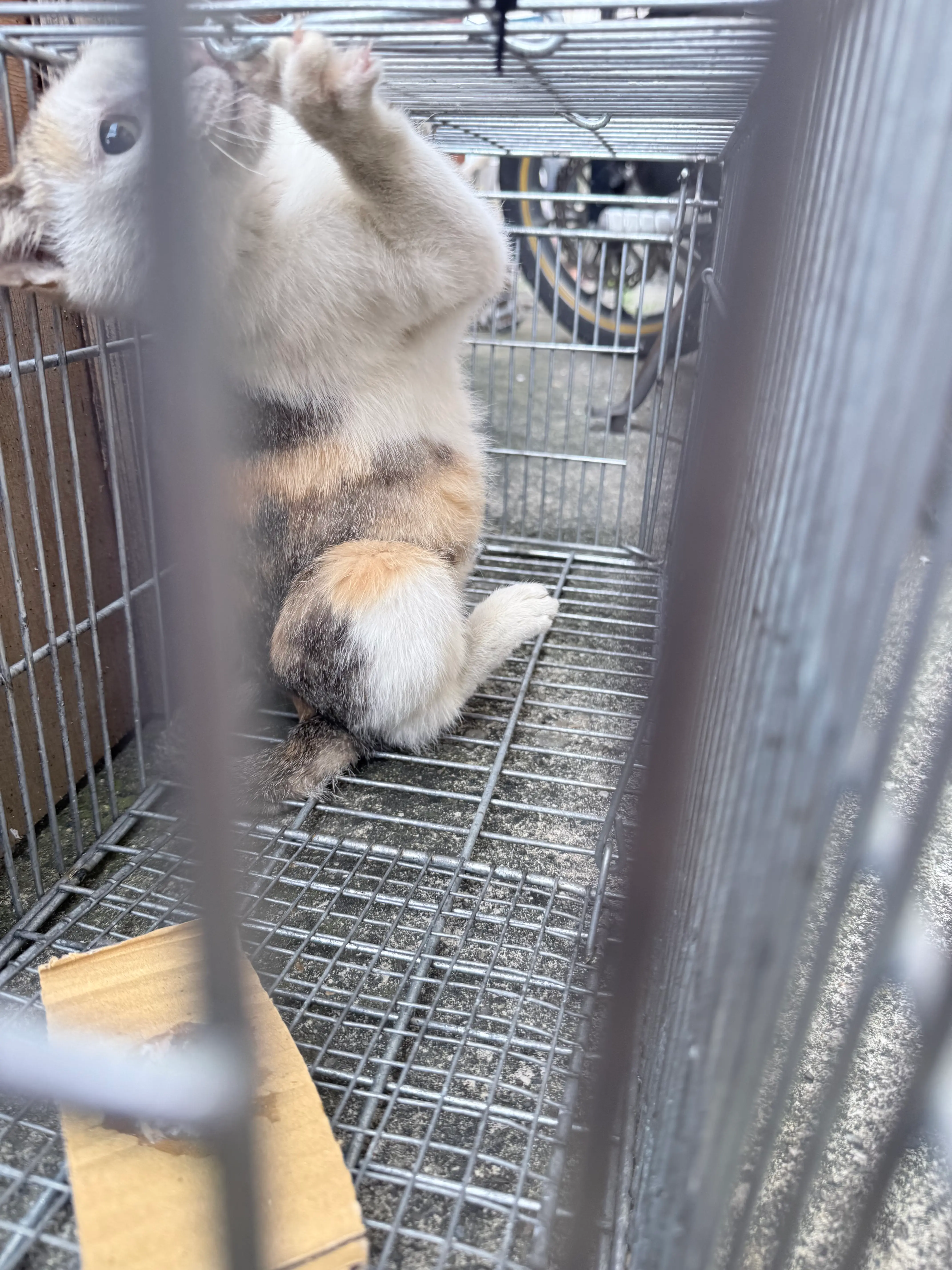 烏日溪岸三花